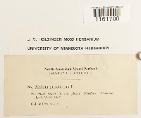 Rhizomnium punctatum image