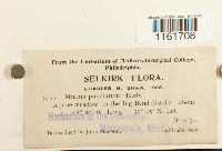 Rhizomnium punctatum image