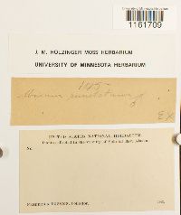 Rhizomnium punctatum image