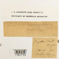 Rhizomnium punctatum image