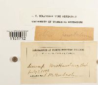 Rhizomnium punctatum image