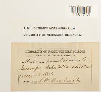 Rhizomnium punctatum image