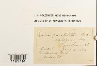 Rhizomnium punctatum image