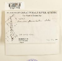 Rhizomnium punctatum image