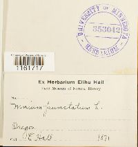 Rhizomnium punctatum image