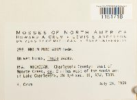 Rhizomnium punctatum image