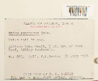 Rhizomnium punctatum image