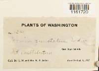 Rhizomnium punctatum image