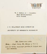 Rhizomnium punctatum image