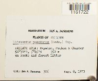 Rhizomnium punctatum image