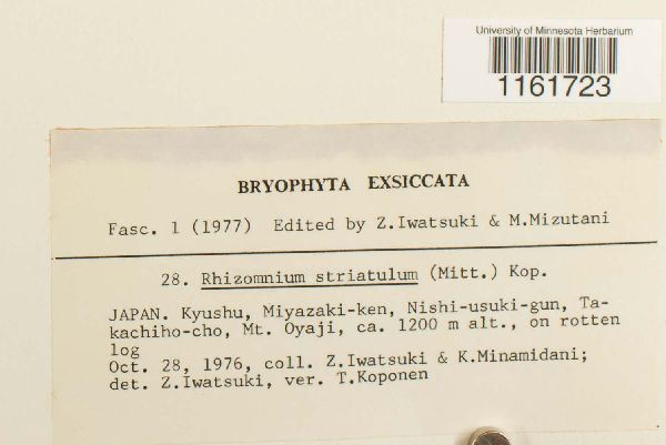 Rhizomnium striatulum image
