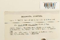 Media resource of Rhizomnium striatulum