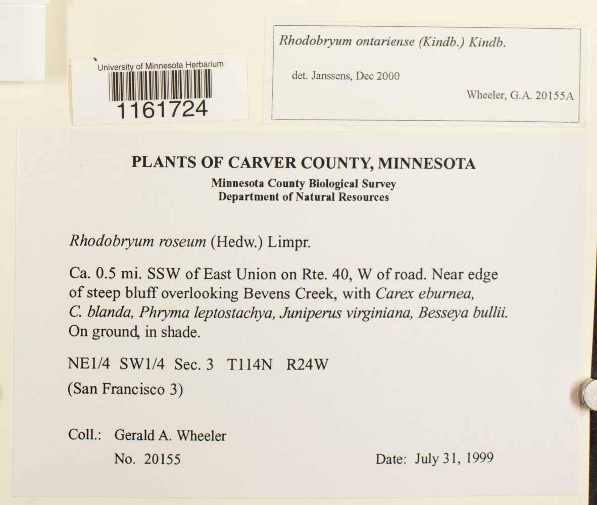 Rhodobryum ontariense image