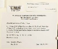 Media resource of Rhodobryum ontariense