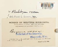 Rhodobryum roseum image