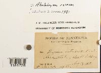 Rhodobryum roseum image