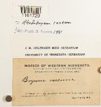 Rhodobryum roseum image