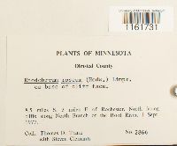 Rhodobryum roseum image