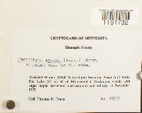 Rhodobryum roseum image