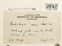 Rhodobryum roseum image