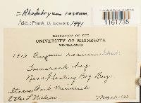 Rhodobryum roseum image