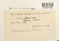 Rhodobryum roseum image