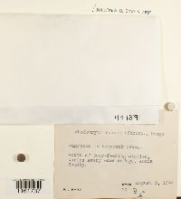 Rhodobryum roseum image