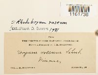 Rhodobryum roseum image