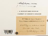 Rhodobryum roseum image