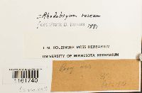 Rhodobryum roseum image