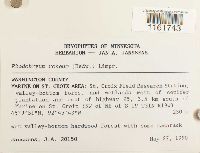 Rhodobryum roseum image