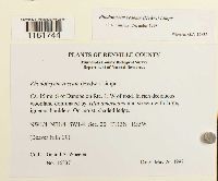 Rhodobryum roseum image