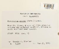 Rhodobryum roseum image