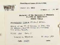 Rhodobryum roseum image