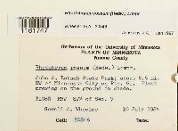 Rhodobryum roseum image