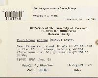 Rhodobryum roseum image