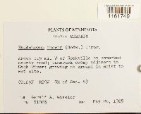 Rhodobryum roseum image