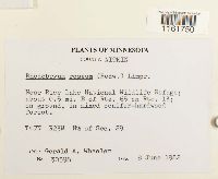 Rhodobryum roseum image