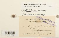 Rhodobryum roseum image