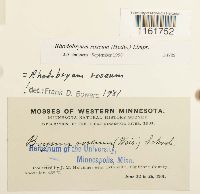 Rhodobryum roseum image