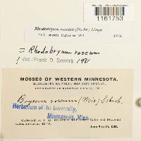 Rhodobryum roseum image