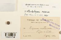 Rhodobryum roseum image