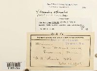 Rhodobryum roseum image