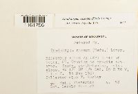 Rhodobryum roseum image