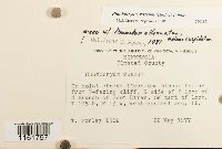 Rhodobryum roseum image