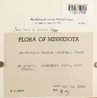 Rhodobryum roseum image