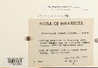 Rhodobryum roseum image