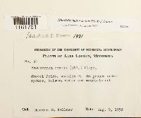 Rhodobryum roseum image