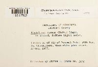 Rhodobryum roseum image