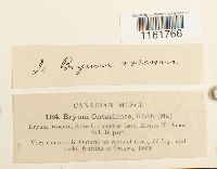 Rhodobryum ontariense image